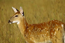 White-tailed Deer (Odocoileus virginianus) spotted fawn standing in tall grass