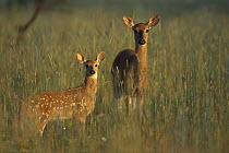 White-tailed Deer (Odocoileus virginianus) alert doe and fawn standing in tall meadow grass, summer
