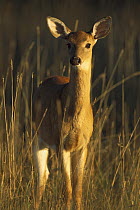 White-tailed Deer (Odocoileus virginianus) alert fawn standing in tall, dry grass in late summer