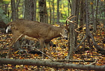 White-tailed Deer (Odocoileus virginianus) buck rubbing his antlers on a tree in fall forest, possibly to mark his territory