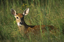 White-tailed Deer (Odocoileus virginianus) spotted fawn bedded down in meadow