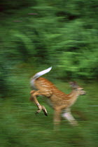 White-tailed Deer (Odocoileus virginianus) spotted fawn bounding across meadow with tail up in typical 'flag' behavior