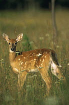 White-tailed Deer (Odocoileus virginianus) alert fawn in summer field