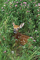 White-tailed Deer (Odocoileus virginianus) spotted fawn laying in clover field, summer