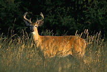 White-tailed Deer (Odocoileus virginianus) alert buck with antlers in velvet at forest edge