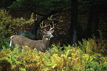 White-tailed Deer (Odocoileus virginianus) large buck standing alert among ferns at forest's edge