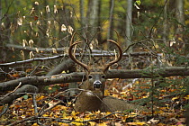 White-tailed Deer (Odocoileus virginianus) large buck bedded down in fall forest