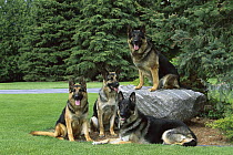 German Shepherd (Canis familiaris) group of four relaxing in yard