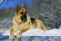 German Shepherd (Canis familiaris) adult resting in snow