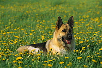 German Shepherd (Canis familiaris) adult resting in field of dandelions