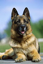 German Shepherd (Canis familiaris) portrait of alert adult
