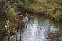 White-tailed Deer (Odocoileus virginianus) buck crossing stream
