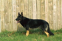 German Shepherd (Canis familiaris) adult male portrait beside fence