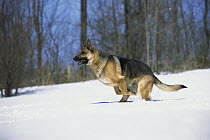 German Shepherd (Canis familiaris) adult running through snow