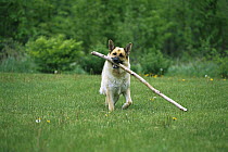 German Shepherd (Canis familiaris) fetching a big stick