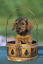 Miniature Wire-haired Dachshund (Canis familiaris) puppy in a basket