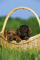 Miniature Wire-haired Dachshund (Canis familiaris) two puppies in a basket