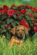 Miniature Wire-haired Dachshund (Canis familiaris) puppy sitting in green grass with red impatiens flowers