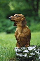 Standard Smooth Dachshund (Canis familiaris) adult with front legs up on a rock on green lawn