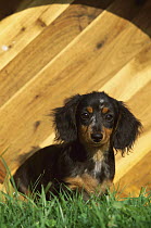 Miniature Long-haired Dachshund (Canis familiaris) portrait of a puppy