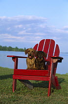 Miniature Wire-haired Dachshund (Canis familiaris) pair sitting together in red Adirondack chair