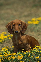 Miniature Long Haired Dachshund (Canis familiaris) portrait of alert puppy sitting among yellow flowers