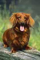Standard Long Haired Dachshund (Canis familiaris) adult portrait