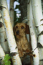 Miniature Wire-haired Dachshund (Canis familiaris) adult portrait among birch trees