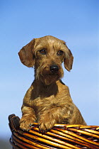 Miniature Wire-haired Dachshunds (Canis familiaris) portrait of adult in a basket