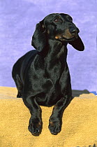 Standard Smooth Dachshund (Canis familiaris) portrait of alert adult dog