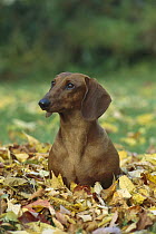 Standard Smooth Dachshund (Canis familiaris) portrait of adult sitting among fallen autumn leaves