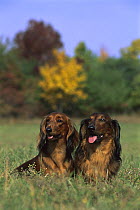 Standard Long-haired Dachshund (Canis familiaris) two adults sitting together in grassy field