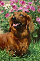 Standard Long-haired Dachshund (Canis familiaris) portrait of adult standing on grassy lawn with pink flowers in the background