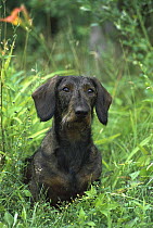 Standard Wire-haired Dachshund (Canis familiaris) portrait of alert adult sitting in tall, green grass