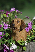Miniature Wire-haired Dachshund (Canis familiaris) portrait of adult sitting among impatiens flowers