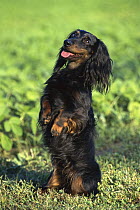 Miniature Long-haired Dachshund (Canis familiaris) adult sitting upright on hind-legs