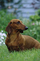 Dachshund (Canis familiaris) portrait of adult on green grassy lawn