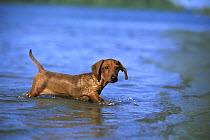 Miniature Smooth Dachshund (Canis familiaris) puppy wading in shallow water