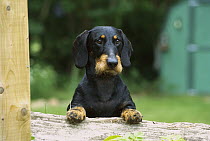 Standard Wire-haired Dachshund (Canis familiaris) portrait of an adult with its front paws up on a fence