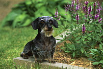 Miniature Wire-haired Dachshund (Canis familiaris) adult sitting in garden among green grass and flowers