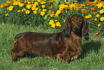 Standard Long-haired Dachshund (Canis familiaris) adult standing on lawn with marigolds in the background