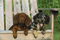 Miniature Long-haired Dachshund (Canis familiaris) two puppies of different colors sitting in a chair together