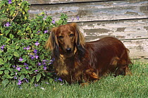 Standard Long-haired Dachshund (Canis familiaris) adult standing in garden among flowers