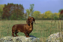 Standard Smooth Dachshund (Canis familiaris) portrait of adult standing on a rock in an open field