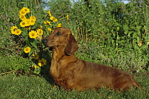 Standard Smooth Dachshund (Canis familiaris) portrait of adult in garden with daisies in the background