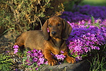 Standard Smooth Dachshund (Canis familiaris) puppy laying among garden flowers