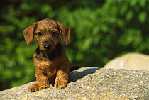 Miniature Wire-haired Dachshund (Canis familiaris) puppy portrait