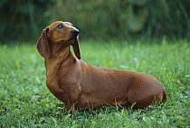 Standard Smooth Dachshund (Canis familiaris) adult portrait on green lawn