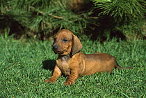 Standard Smooth Dachshund (Canis familiaris) puppy on green grassy lawn