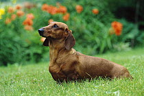 Standard Smooth Dachshund (Canis familiaris) portrait of adult on garden lawn